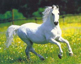 اسب سفید فردا
